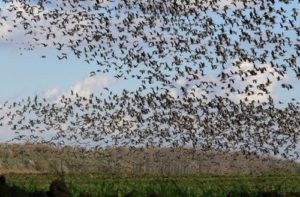 Madárkolónia a Tisza-tónál